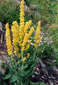 Verbascum sp (Pyrenees)
